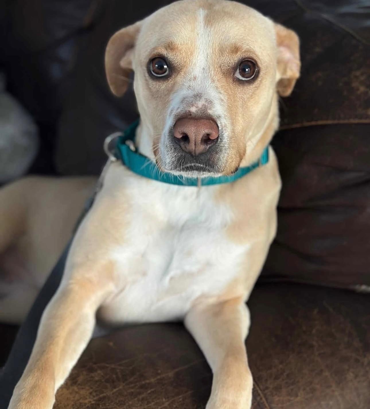 Enlarge Katie, a ADOPTABLE mixed breed in Salem, NH image 3/6