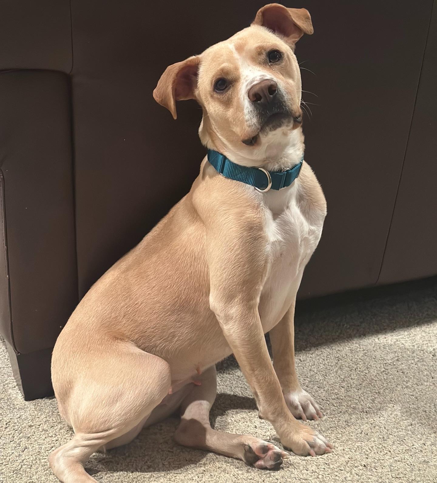 Enlarge Katie, a ADOPTABLE mixed breed in Salem, NH image 5/6