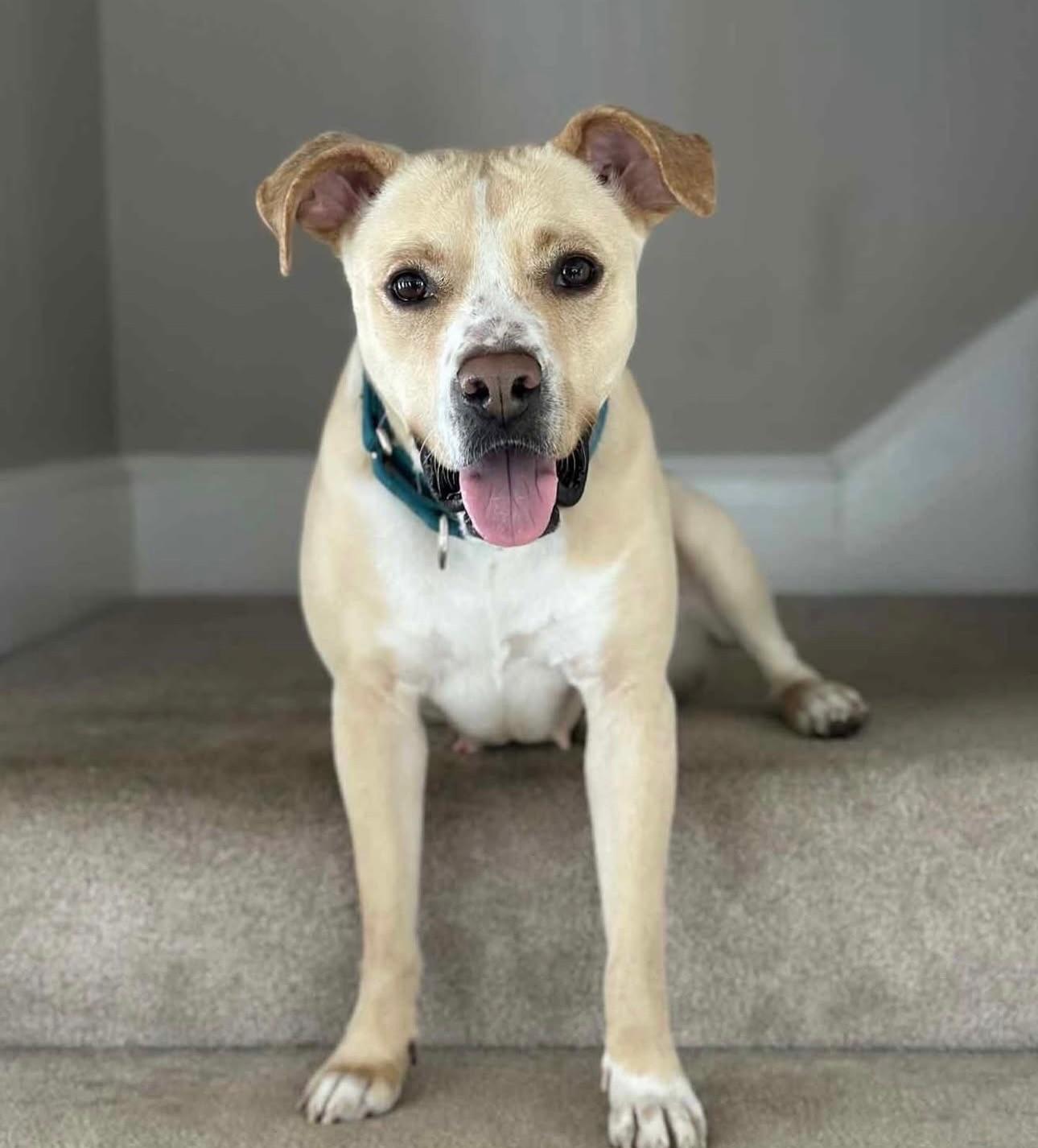 Enlarge Katie, a ADOPTABLE mixed breed in Salem, NH image 6/6