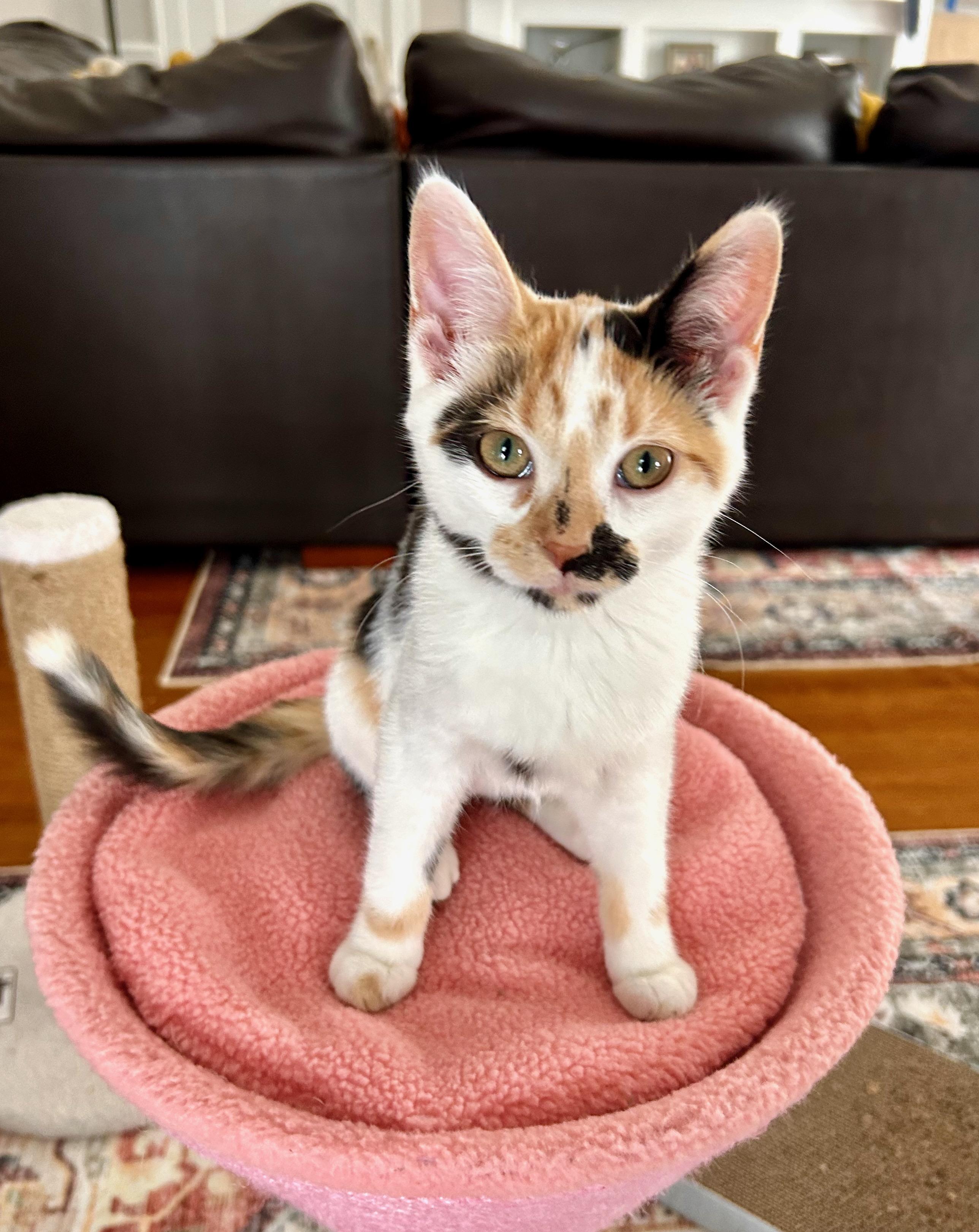 Aspen, ADOPTABLE, Young Female Calico.