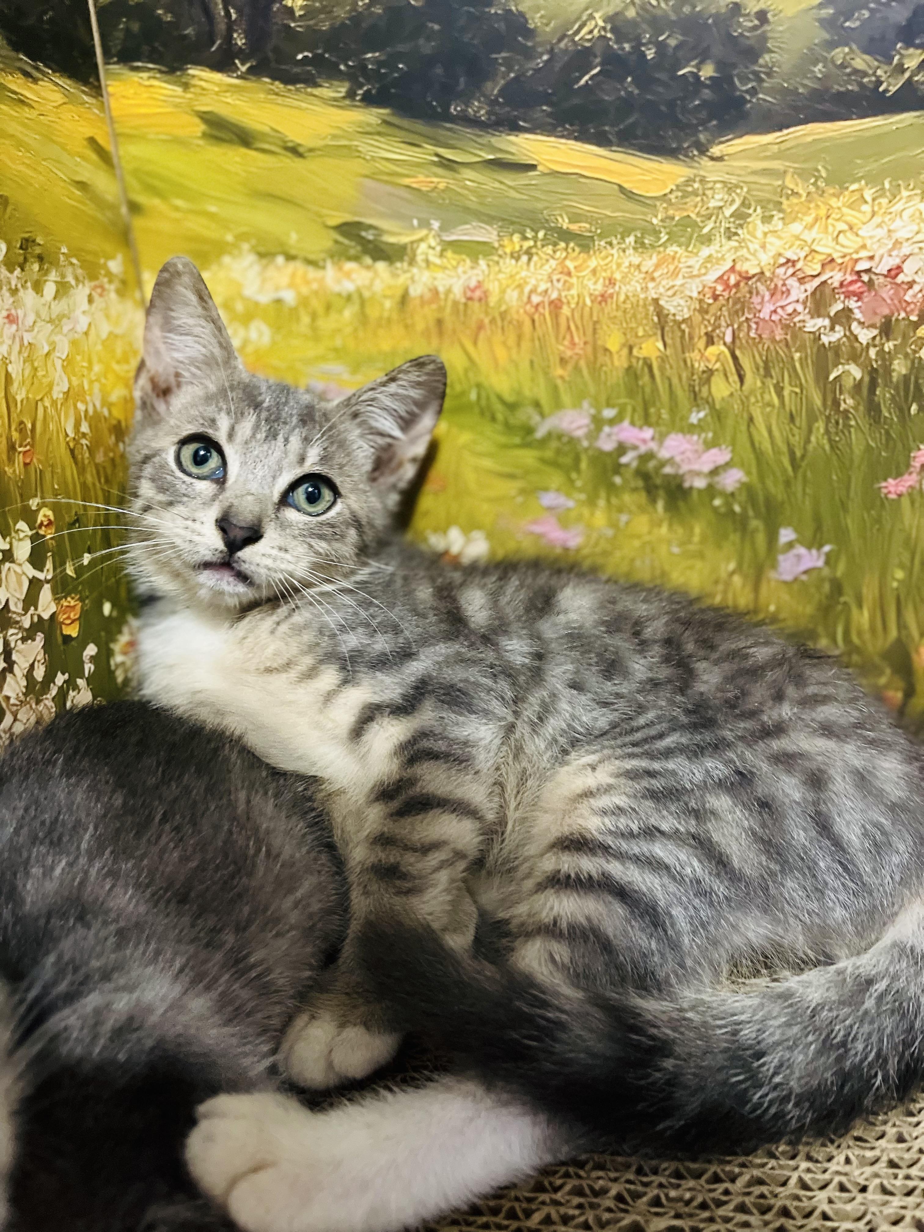 Orwell, an adoptable American Shorthair in Fort Pierce, FL image 4/5