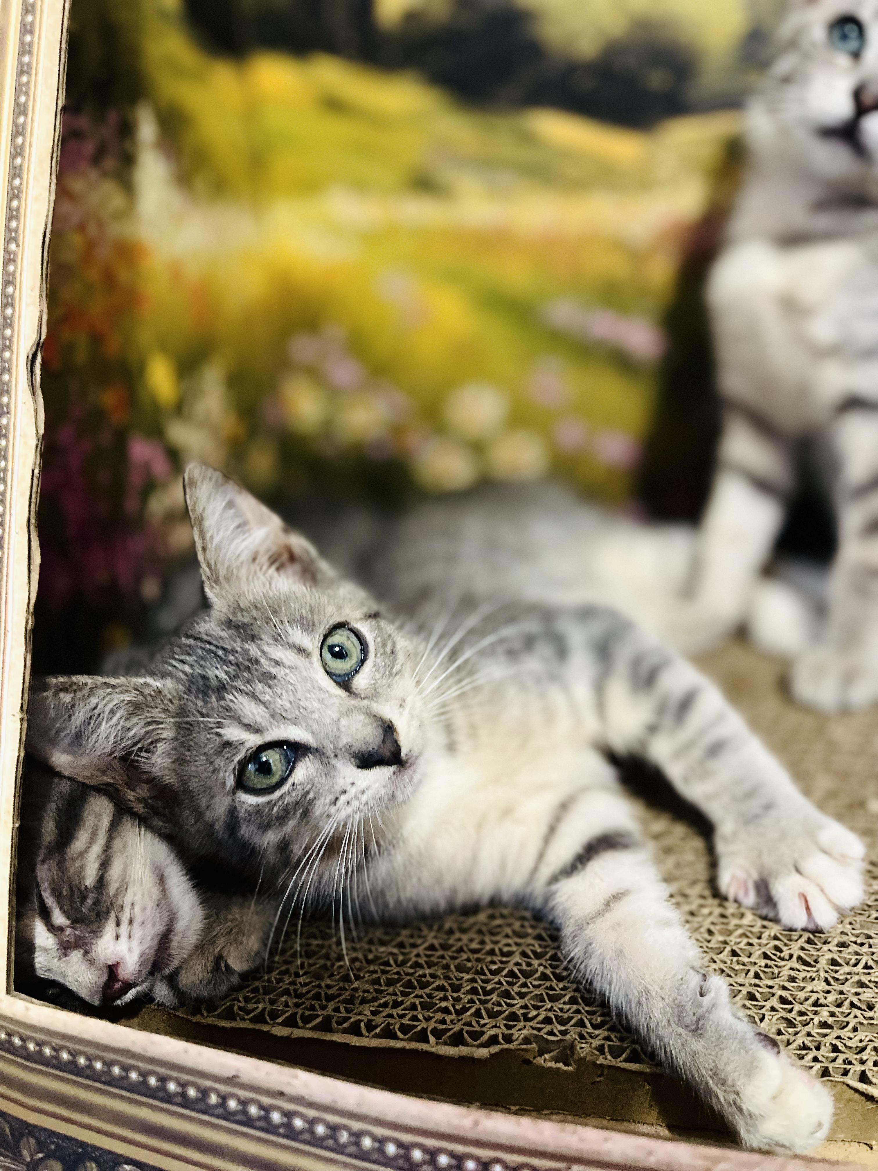 Orwell, an adoptable American Shorthair in Fort Pierce, FL image 2/5