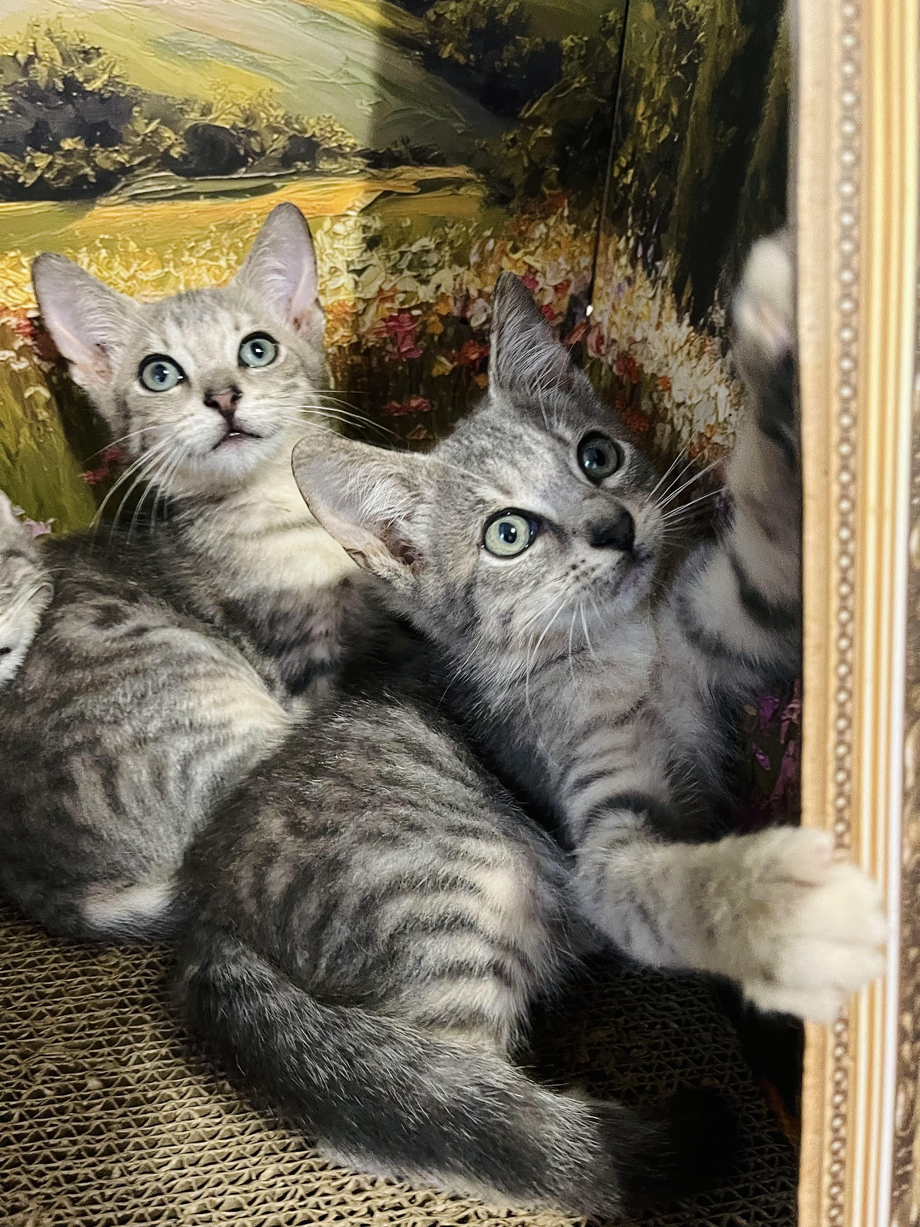 Orwell, an adoptable American Shorthair in Fort Pierce, FL image 3/5