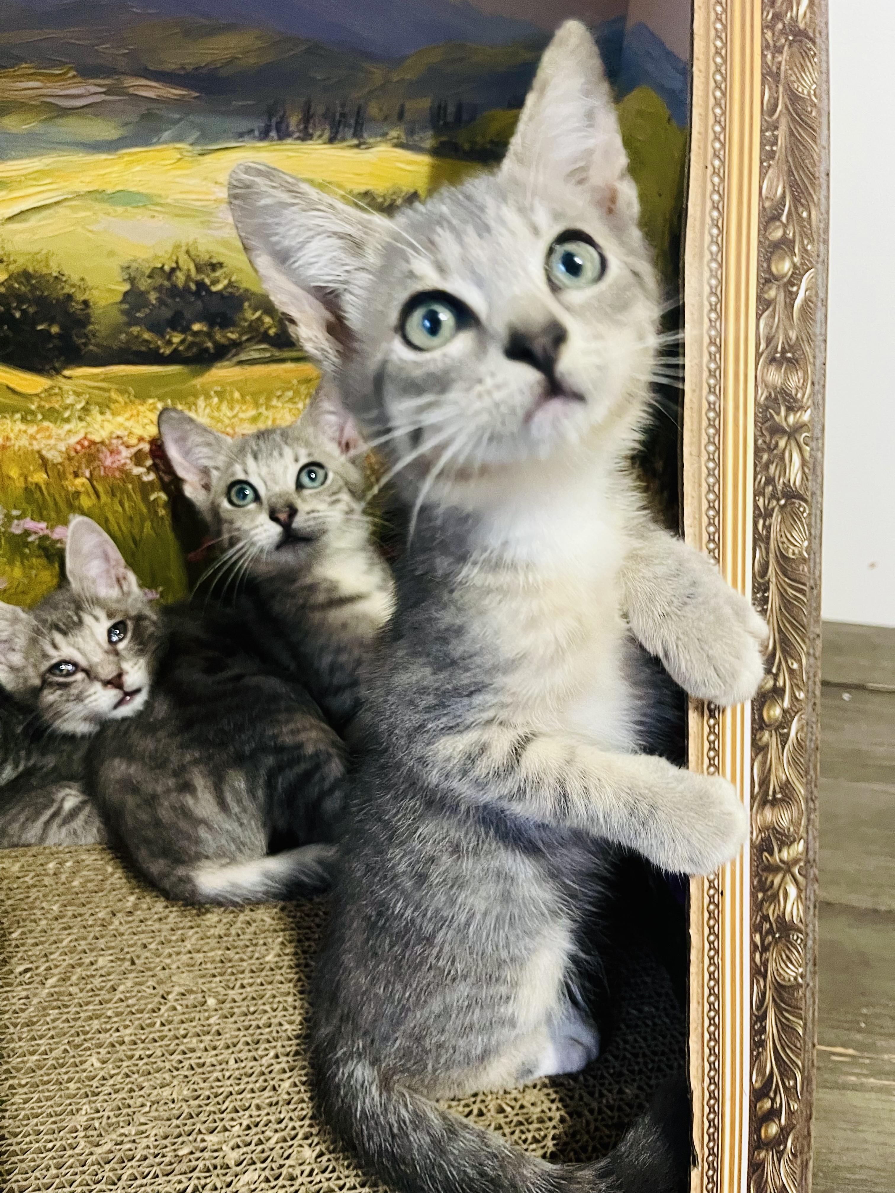 Orwell, adoptable, Kitten Male American Shorthair.