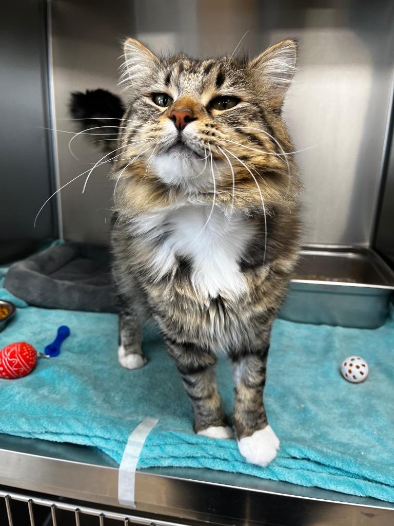 Whiskey, Adopted, Young Male Domestic Long Hair.