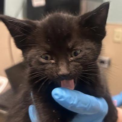 Sequoia, Adoptable, Kitten Female Domestic Short Hair.