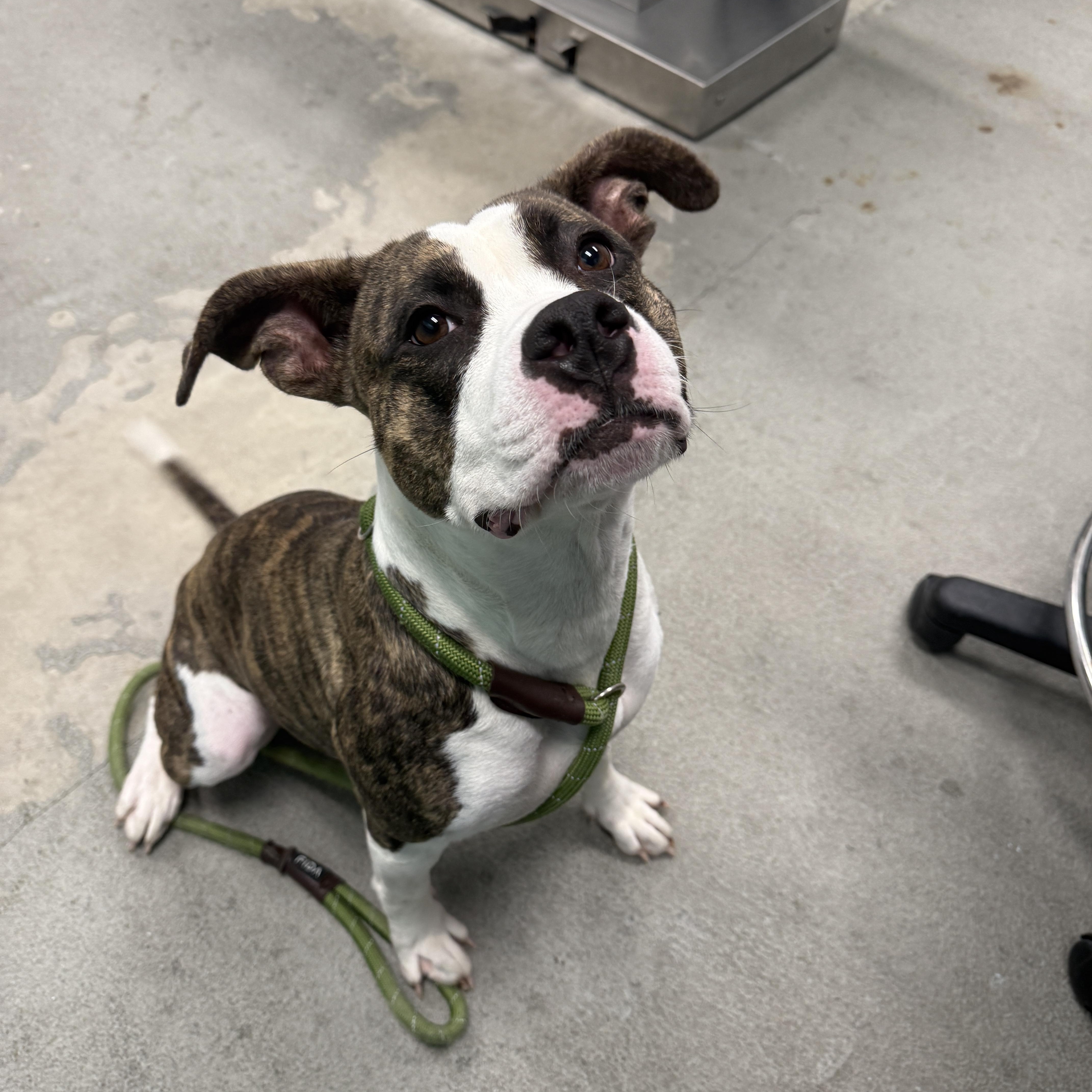 Enlarge Madi, a other Pit Bull Terrier in Urbana, IL image 1/1