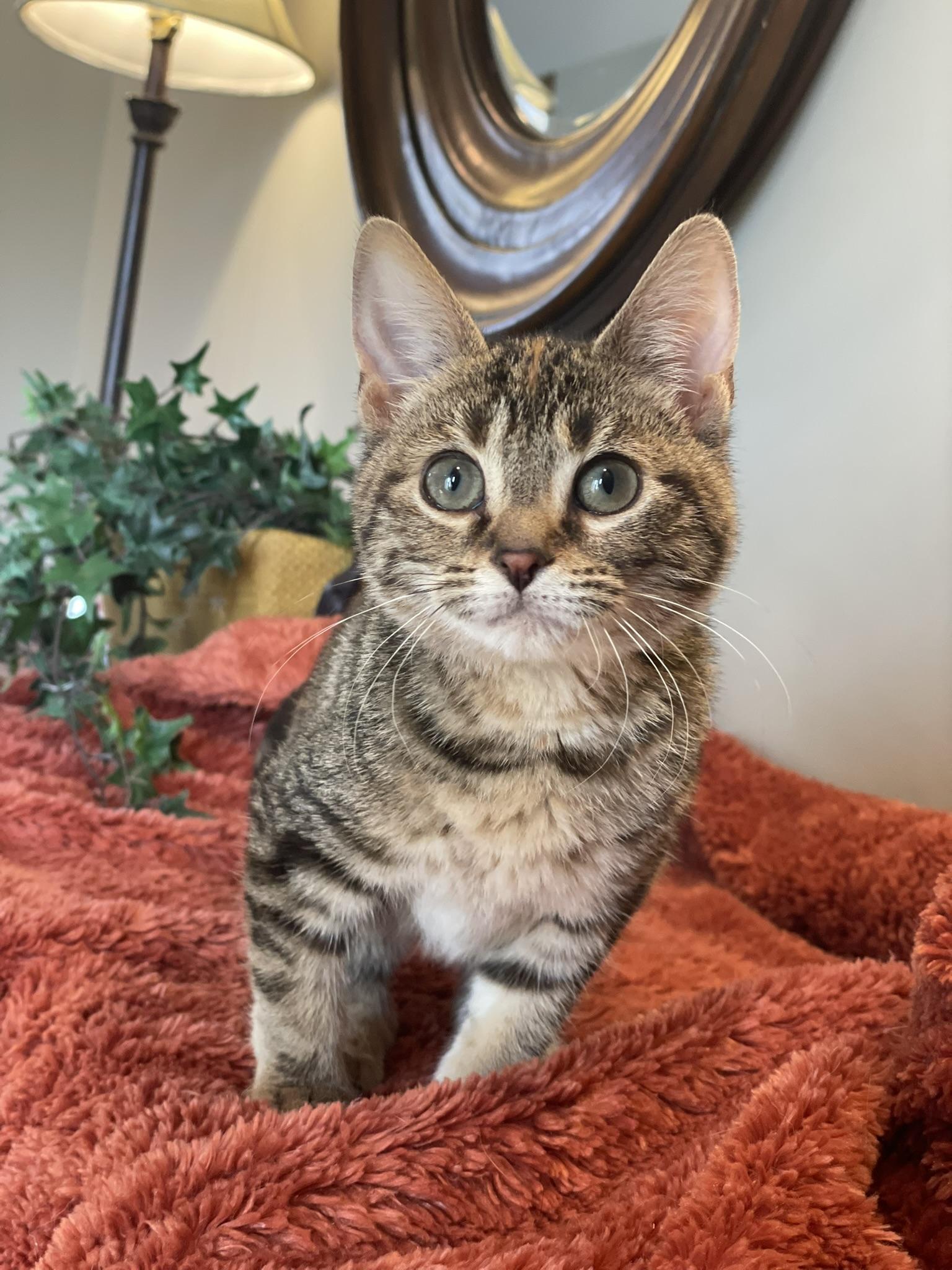 Enlarge Birdie, a ADOPTABLE Tabby in Taylor, MI image 2/6