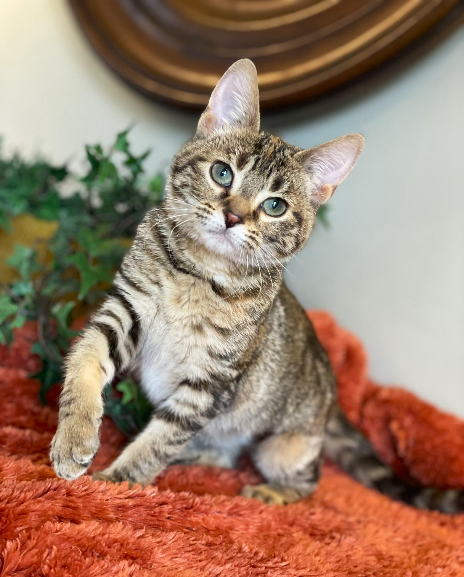 Enlarge Birdie, a ADOPTABLE Tabby in Taylor, MI image 3/6