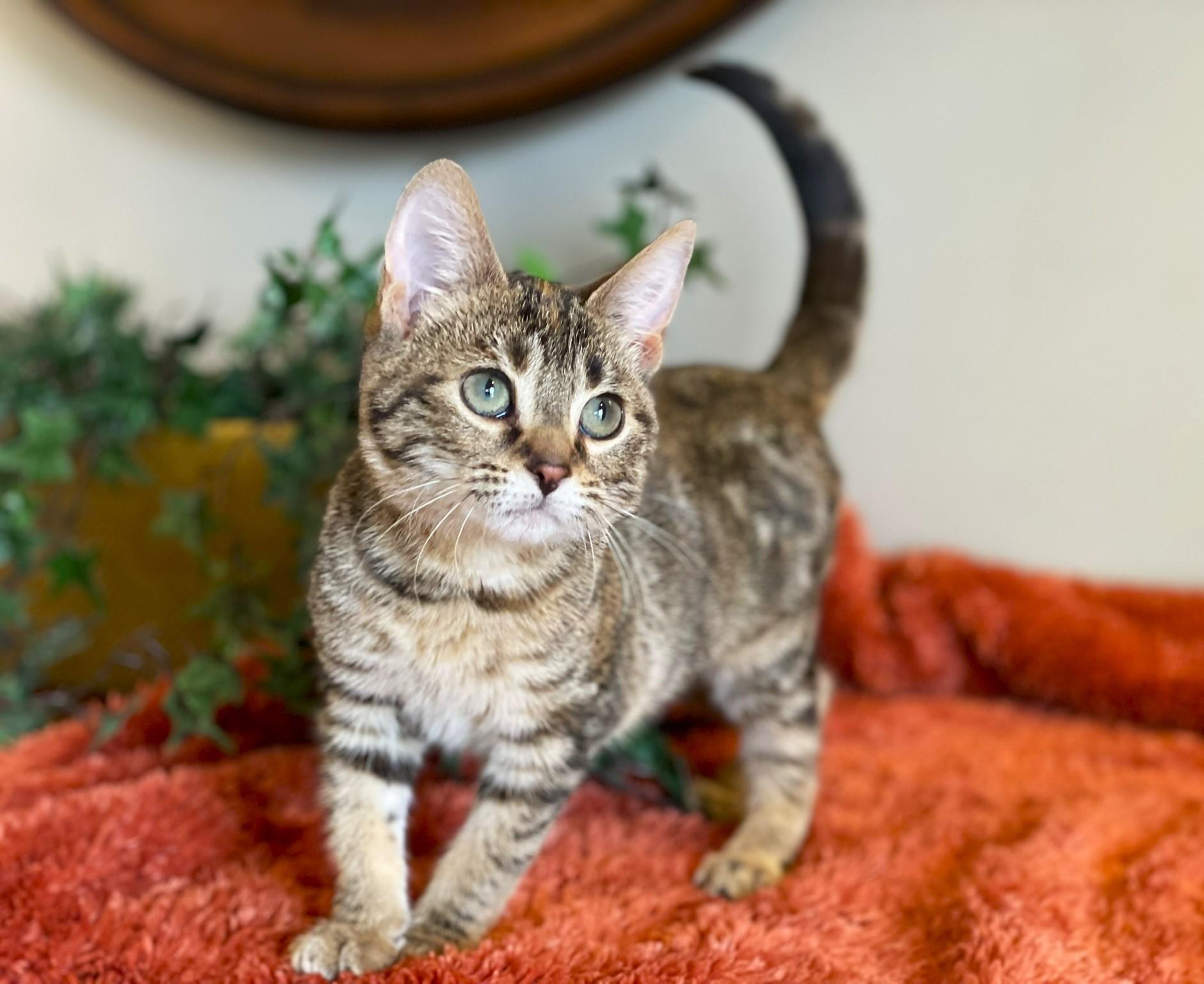 Enlarge Birdie, a ADOPTABLE Tabby in Taylor, MI image 4/6