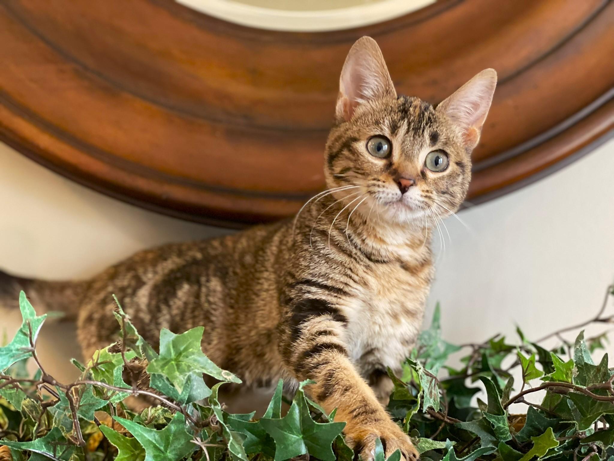 Enlarge Birdie, a ADOPTABLE Tabby in Taylor, MI image 5/6