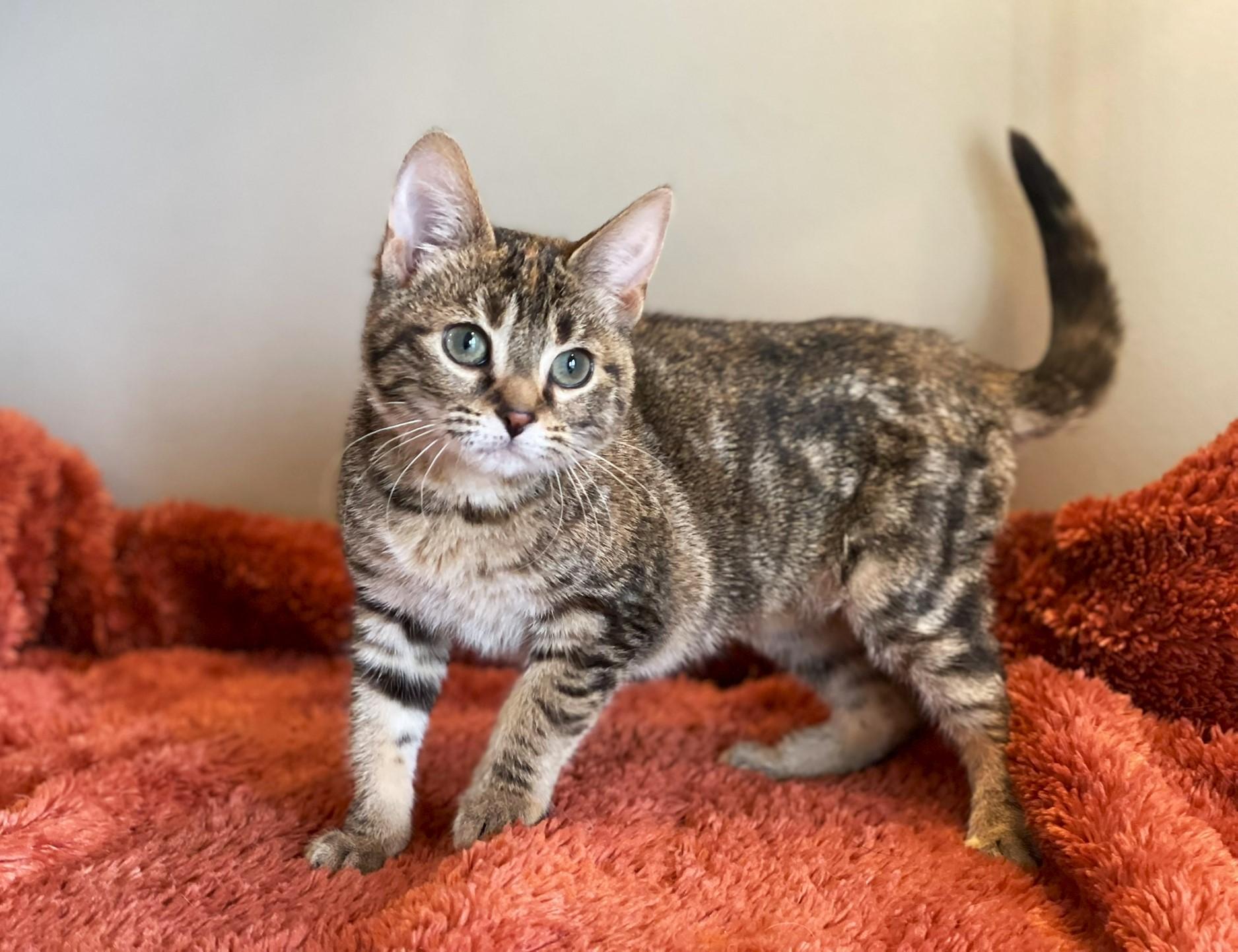 Birdie, ADOPTABLE, Kitten Female Tabby.