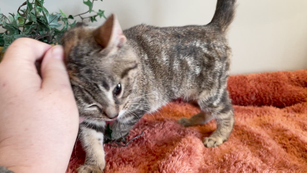 Enlarge Birdie, a ADOPTABLE Tabby in Taylor, MI video 6/6