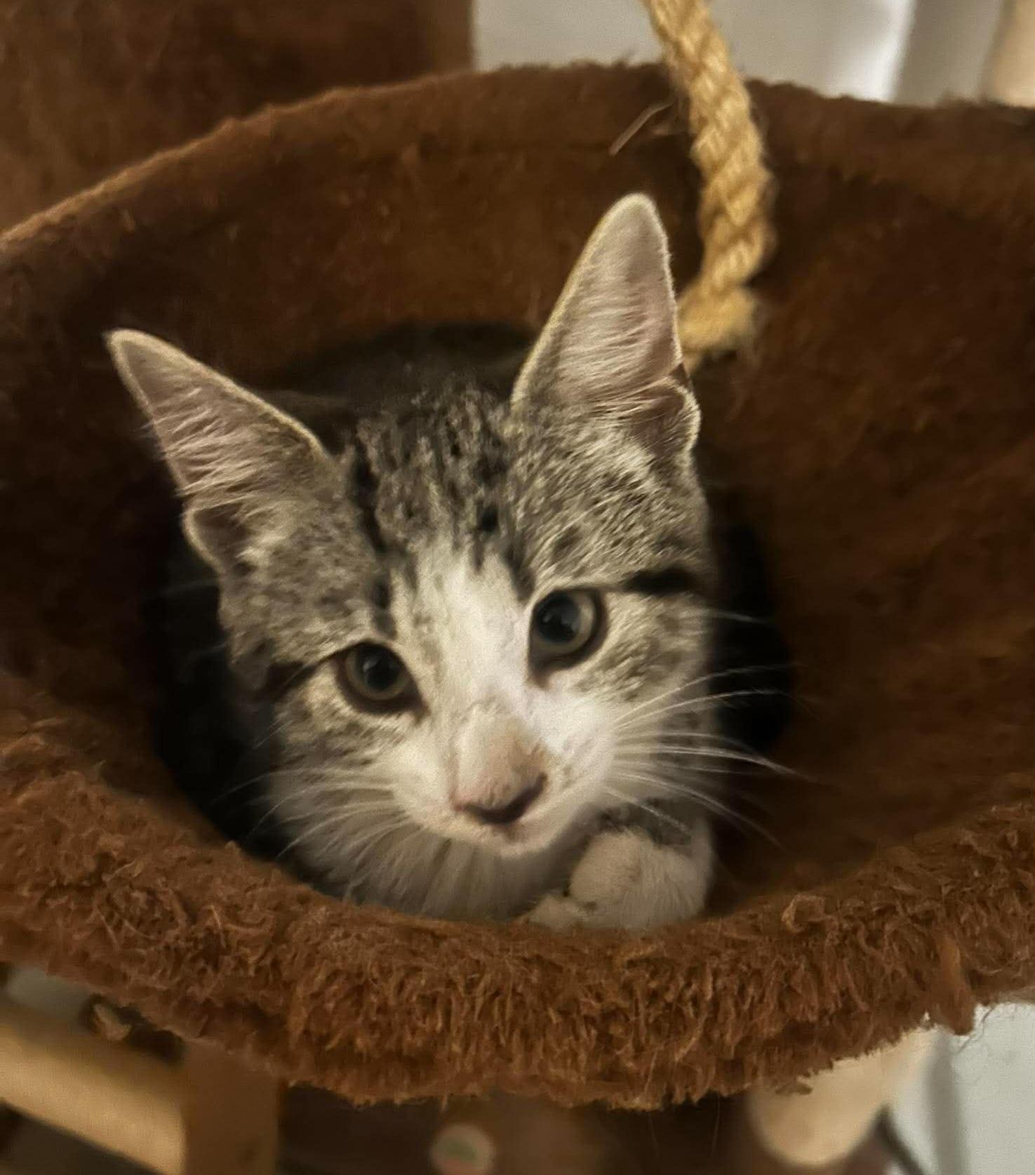 Enlarge Jane Austen, an adoption pending Domestic Short Hair in Bloomsdale, MO image 3/4