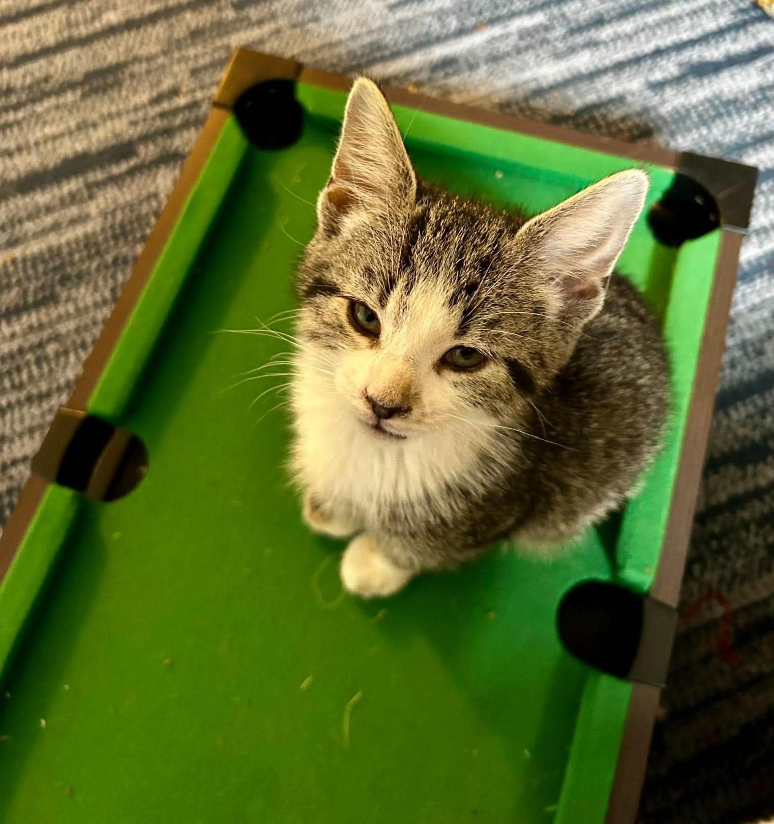 Enlarge Jane Austen, an adoption pending Domestic Short Hair in Bloomsdale, MO image 2/4