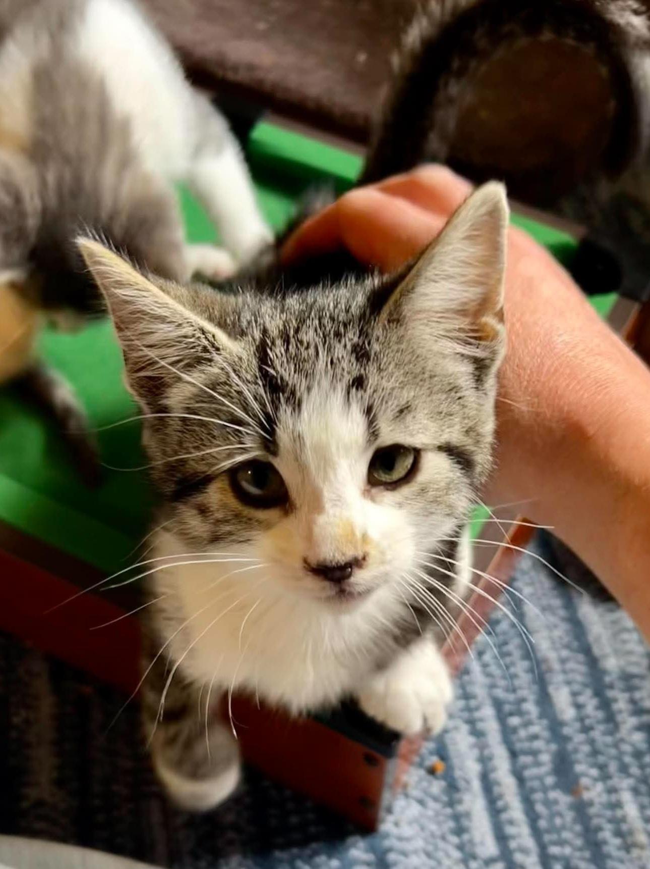 Jane Austen, ADOPTABLE, Kitten Female Domestic Short Hair.