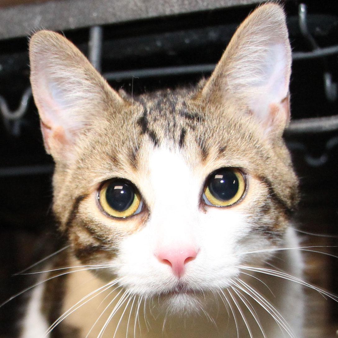 Brady - Adoption pending, adopted, Kitten Male Tabby & Domestic Short Hair.