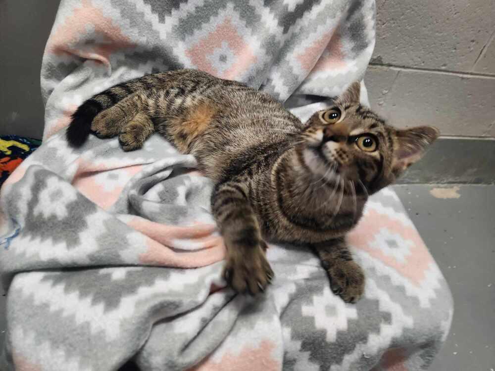 Enlarge OLIVIA, a Adoptable mixed breed in Lexington, TN image 1/1