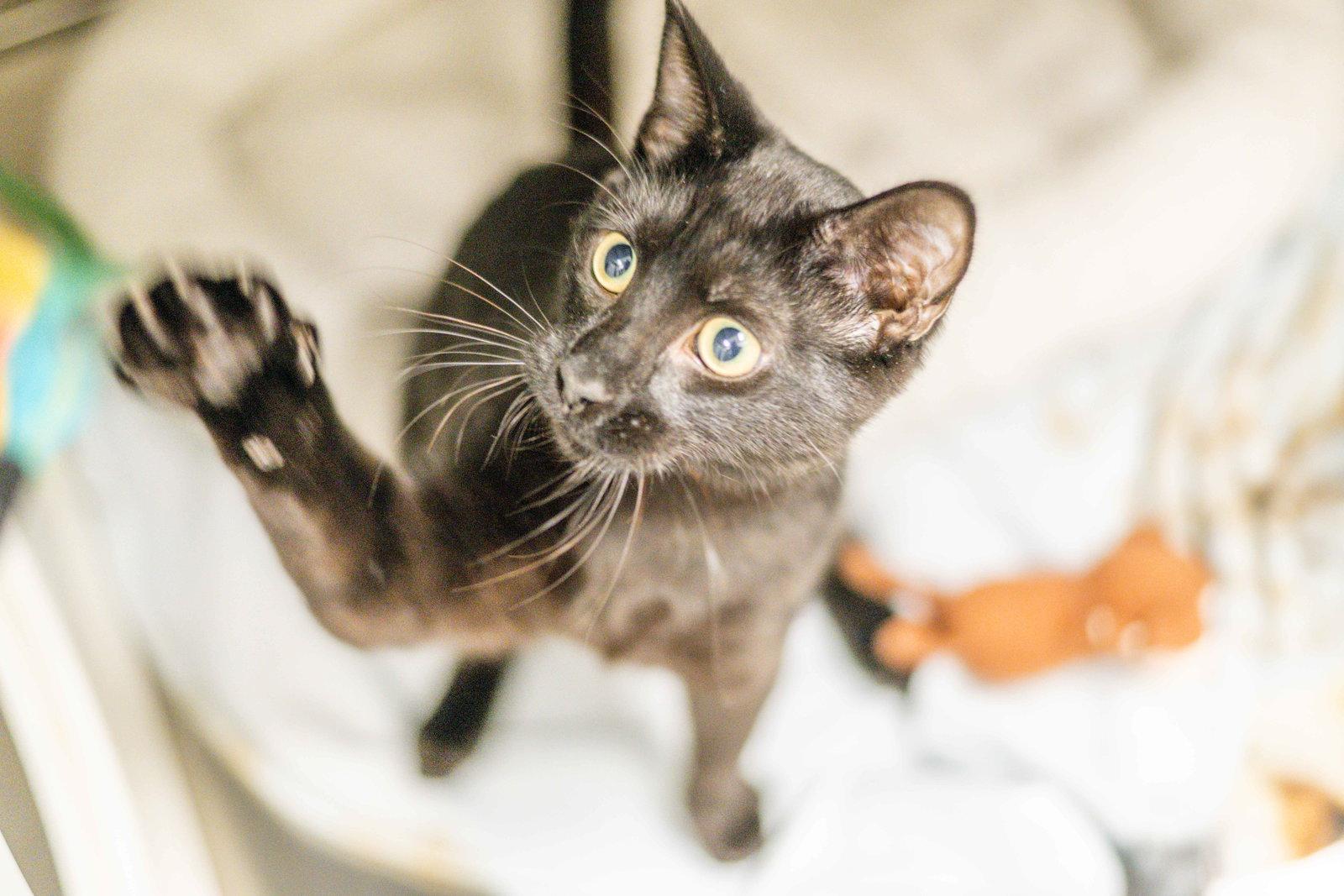 Shawn, Adoptable, Young Male Domestic Short Hair.