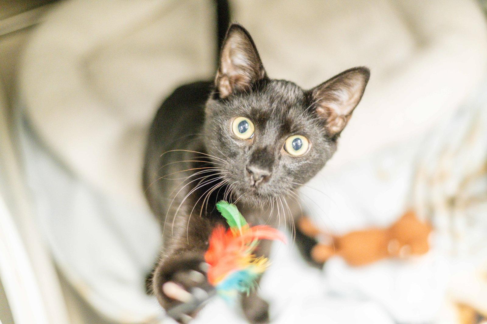 Enlarge Shawn, a Adoptable Domestic Short Hair in Hilton Head Island, SC image 2/3