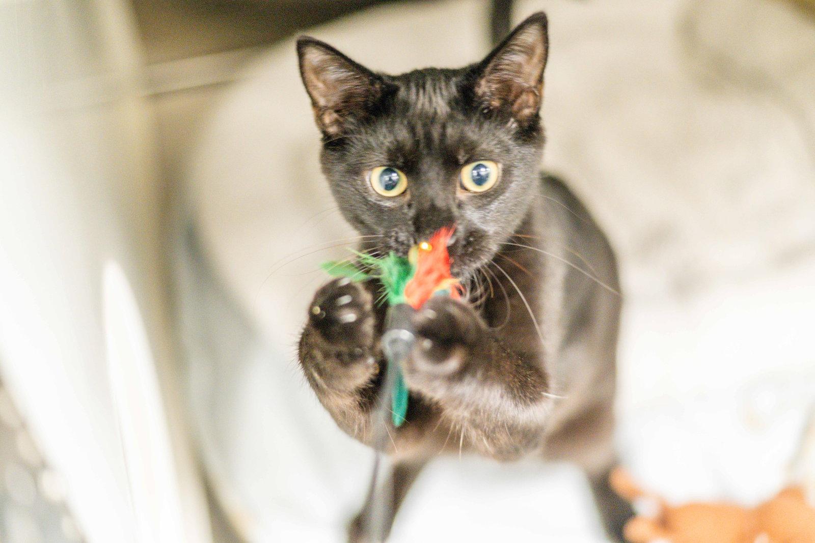 Enlarge Shawn, a Adoptable Domestic Short Hair in Hilton Head Island, SC image 3/3