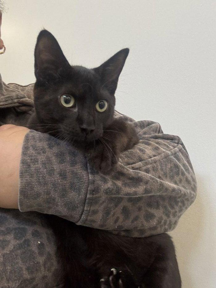 Shawn, Adoptable, Young Male Domestic Short Hair.