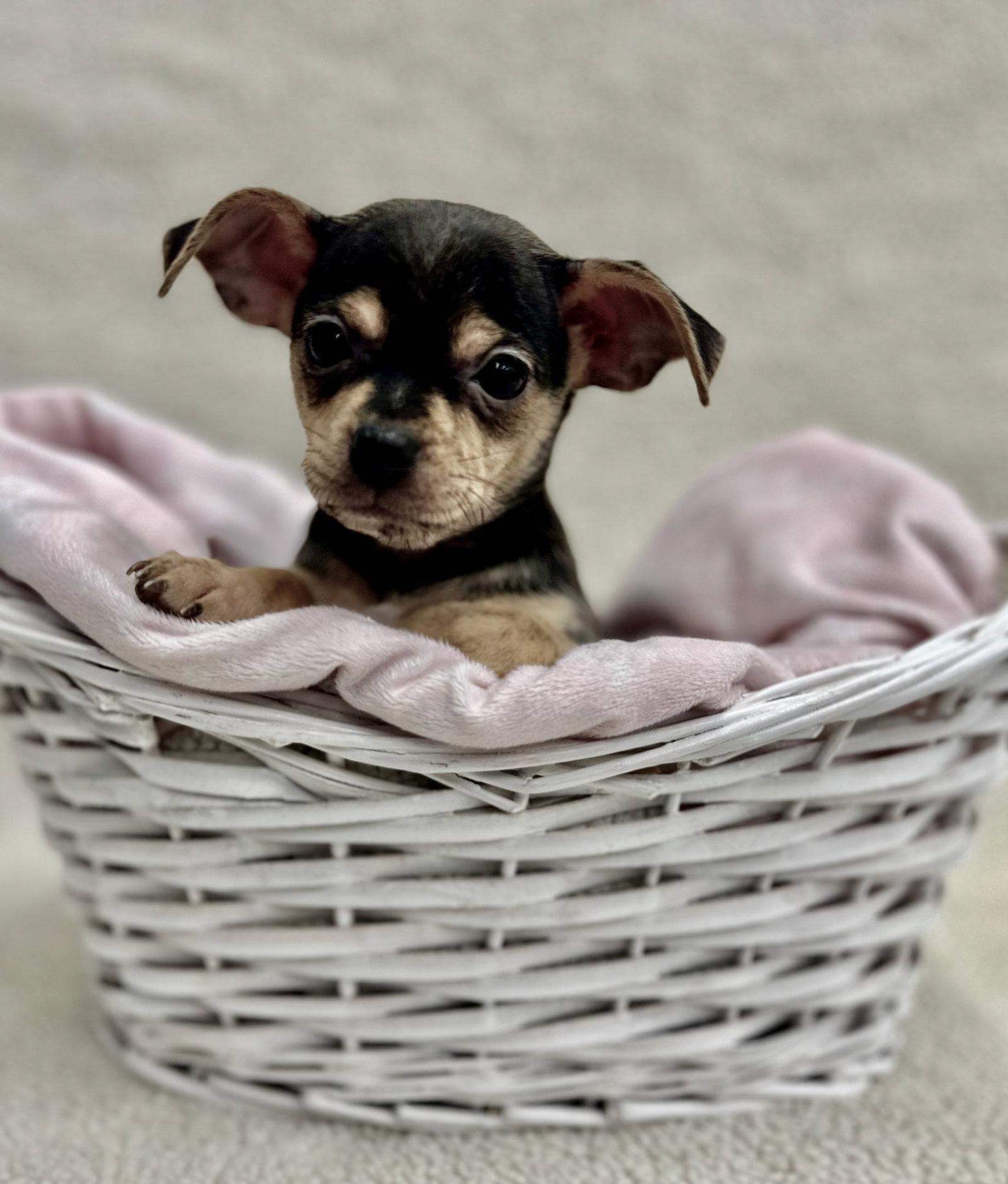 Grocery: Mollie Stone, a Adopted mixed breed in Palo Alto, CA image 1/3