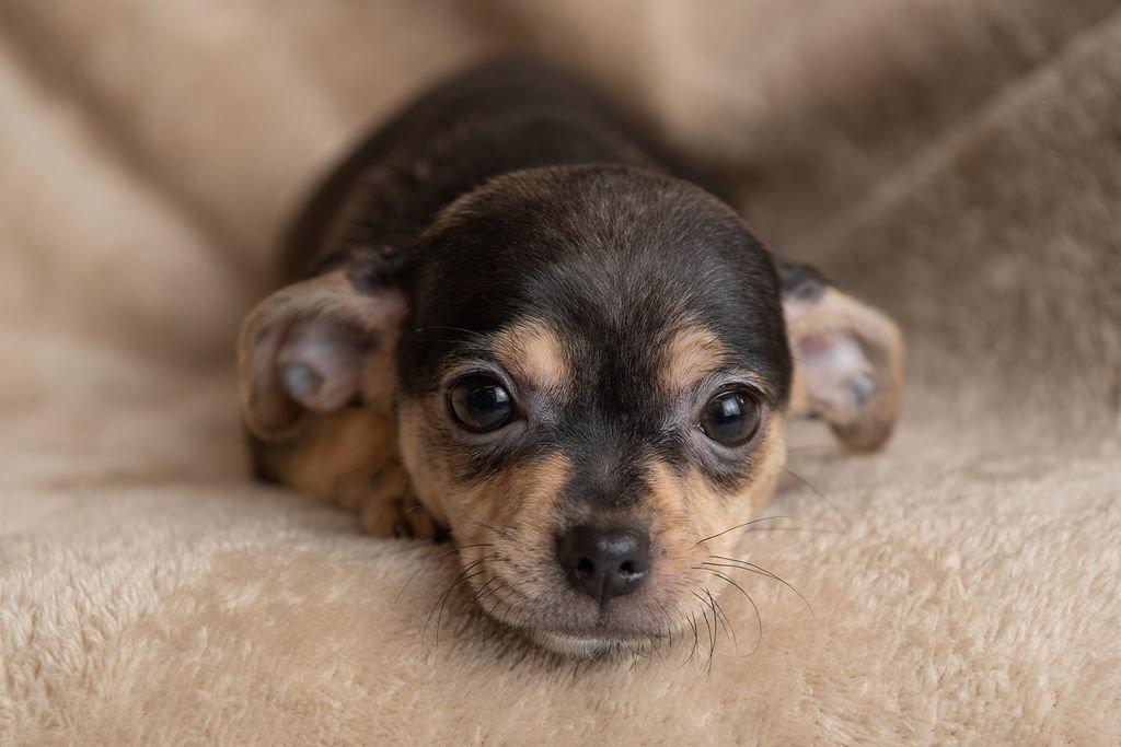 Grocery: Mollie Stone, a Adopted mixed breed in Palo Alto, CA image 2/3