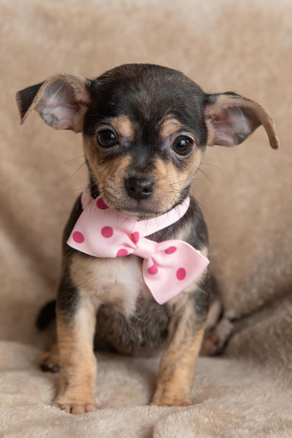 Grocery: Mollie Stone, a Adopted mixed breed in Palo Alto, CA image 3/3