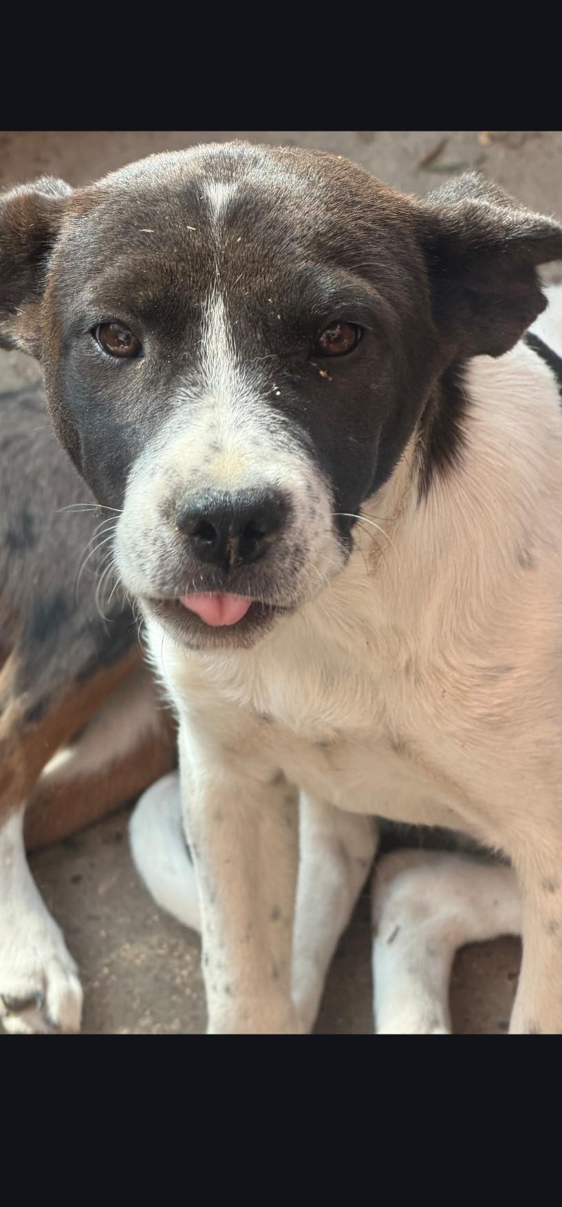 Enlarge linda, a Adoptable Australian Cattle Dog / Blue Heeler in Hardin, MT image 1/1