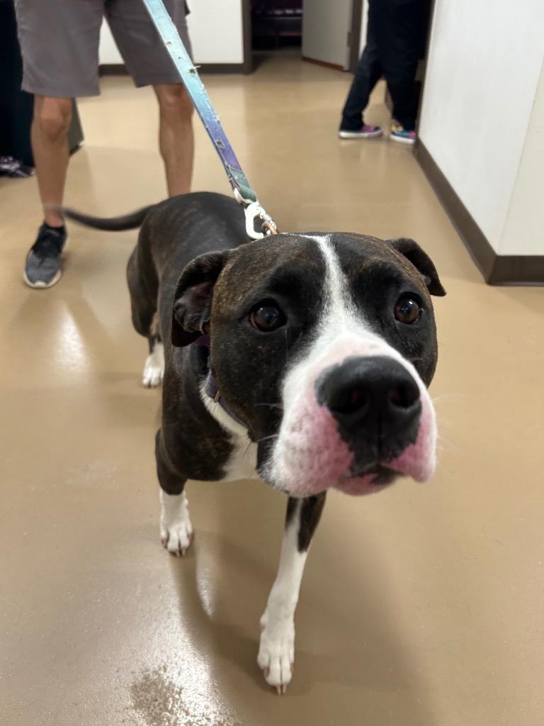 Enlarge Chloe, a Adoptable Pit Bull Terrier in Springfield, TN image 1/1