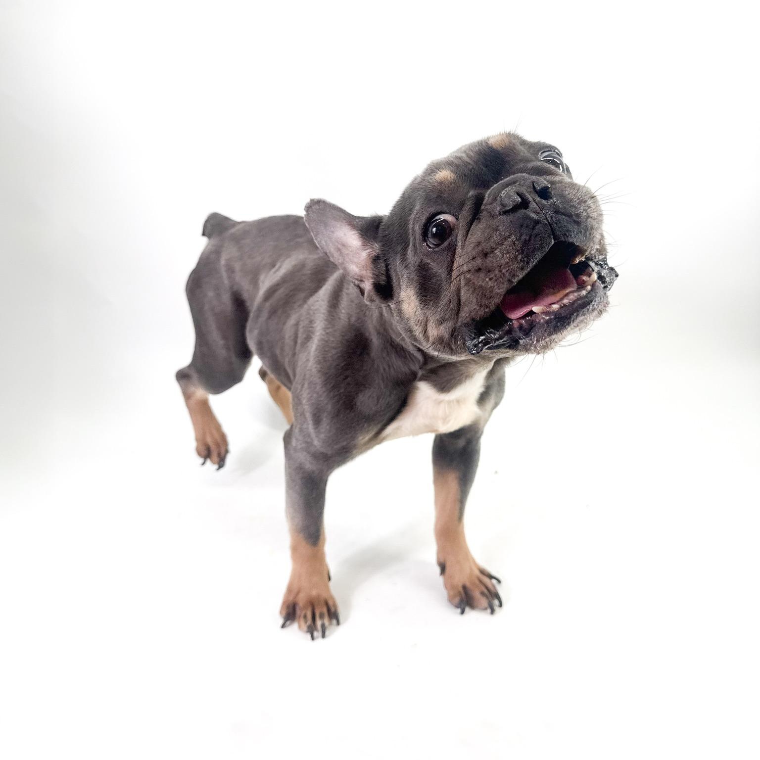 Enlarge Doc, a ADOPTABLE French Bulldog in Scottsdale, AZ image 4/4