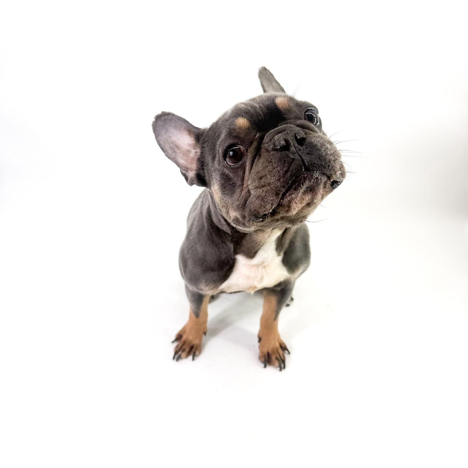 Enlarge Doc, a ADOPTABLE French Bulldog in Scottsdale, AZ image 3/4