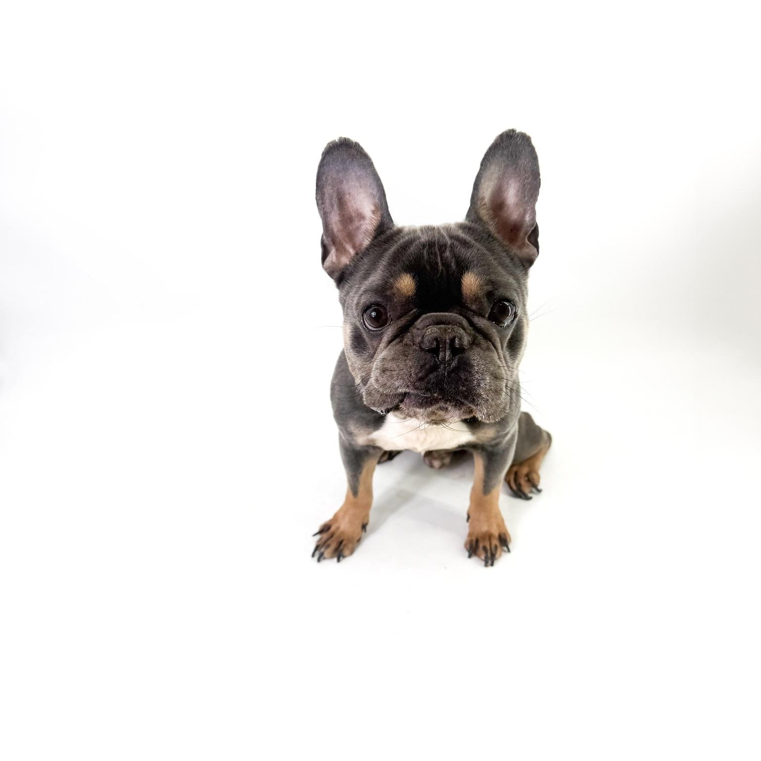 Doc, ADOPTABLE, Adult Male French Bulldog.