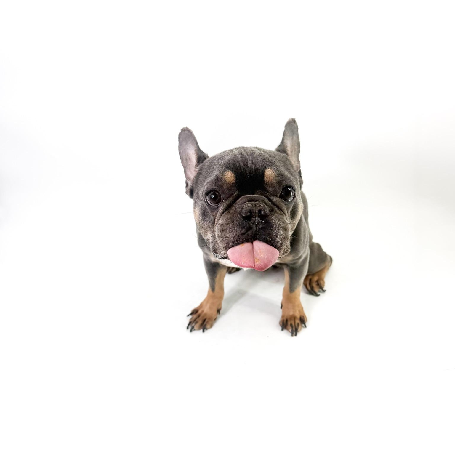 Enlarge Doc, a ADOPTABLE French Bulldog in Scottsdale, AZ image 2/4