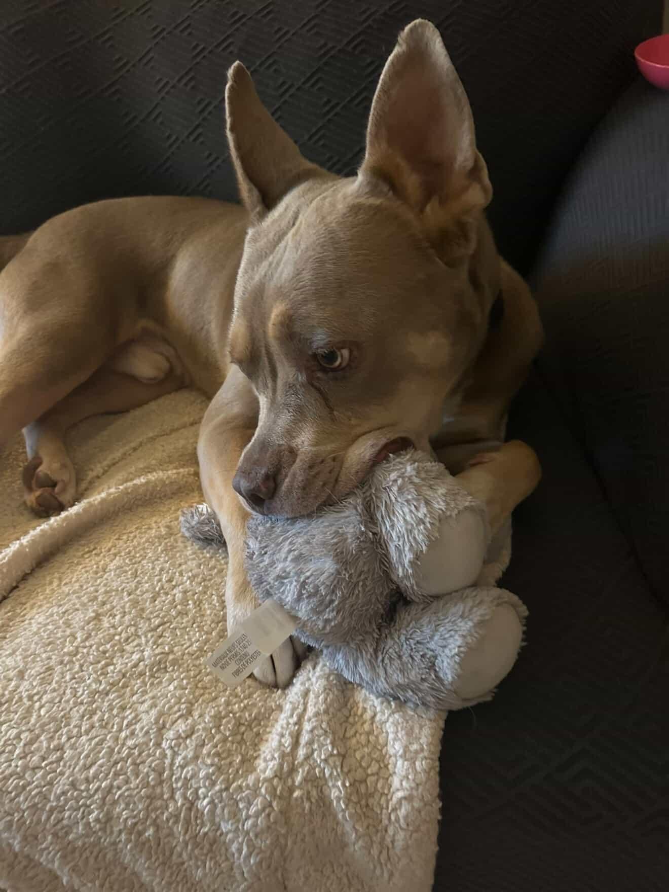 Dave, a Adoptable mixed breed in Los Angeles , CA image 4/5