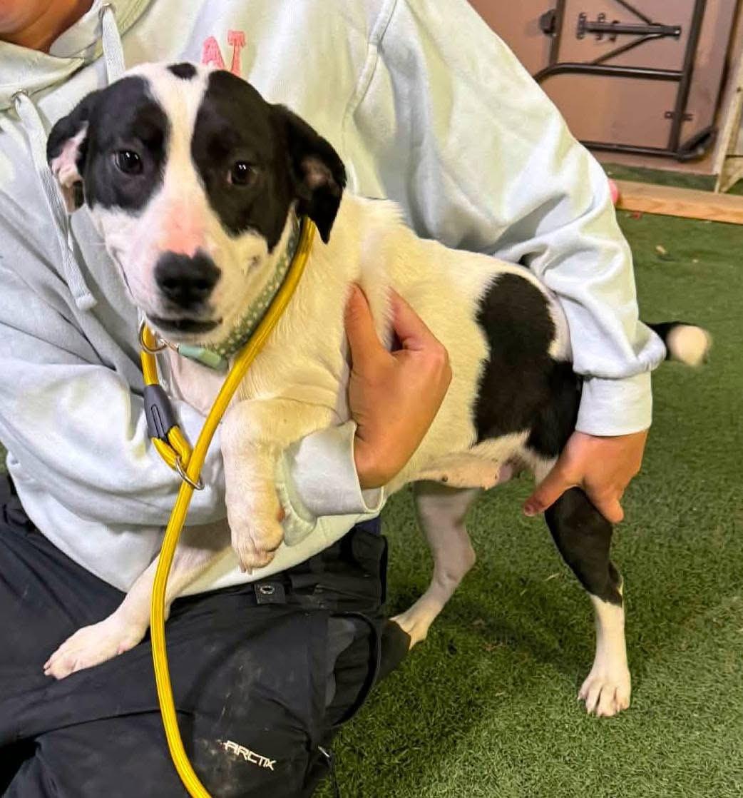 Angel — thumbnail 3