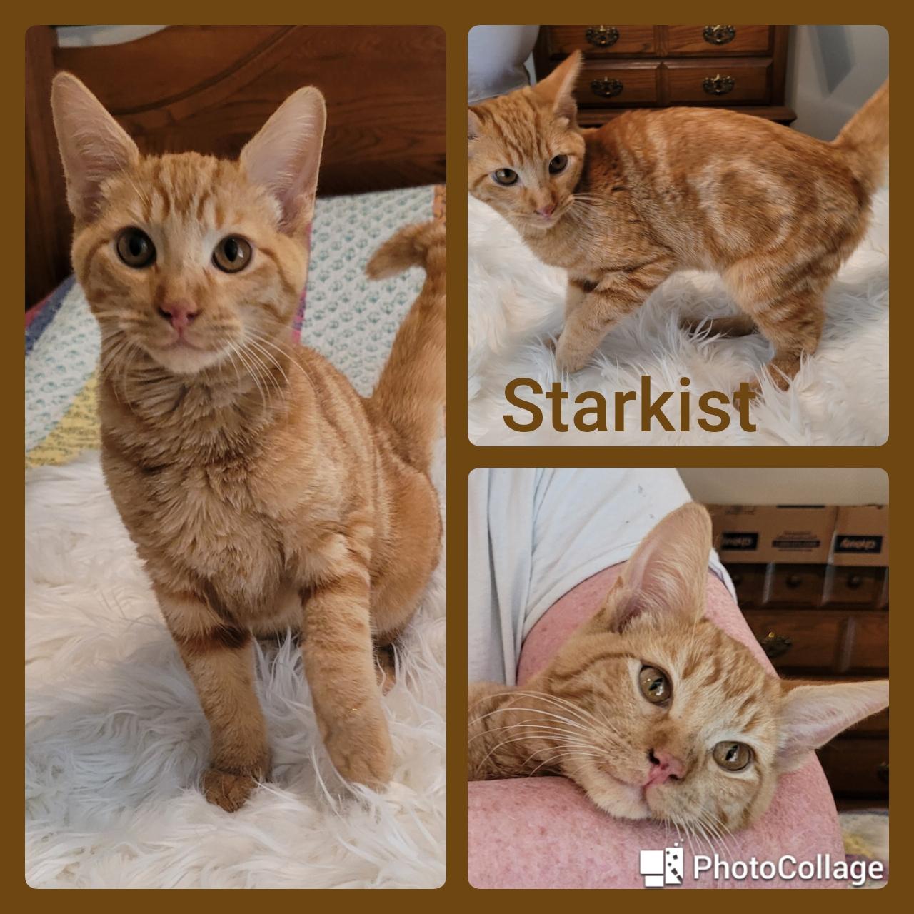 Enlarge Sunkist, a Adopted mixed breed in Fort Worth, TX image 1/1