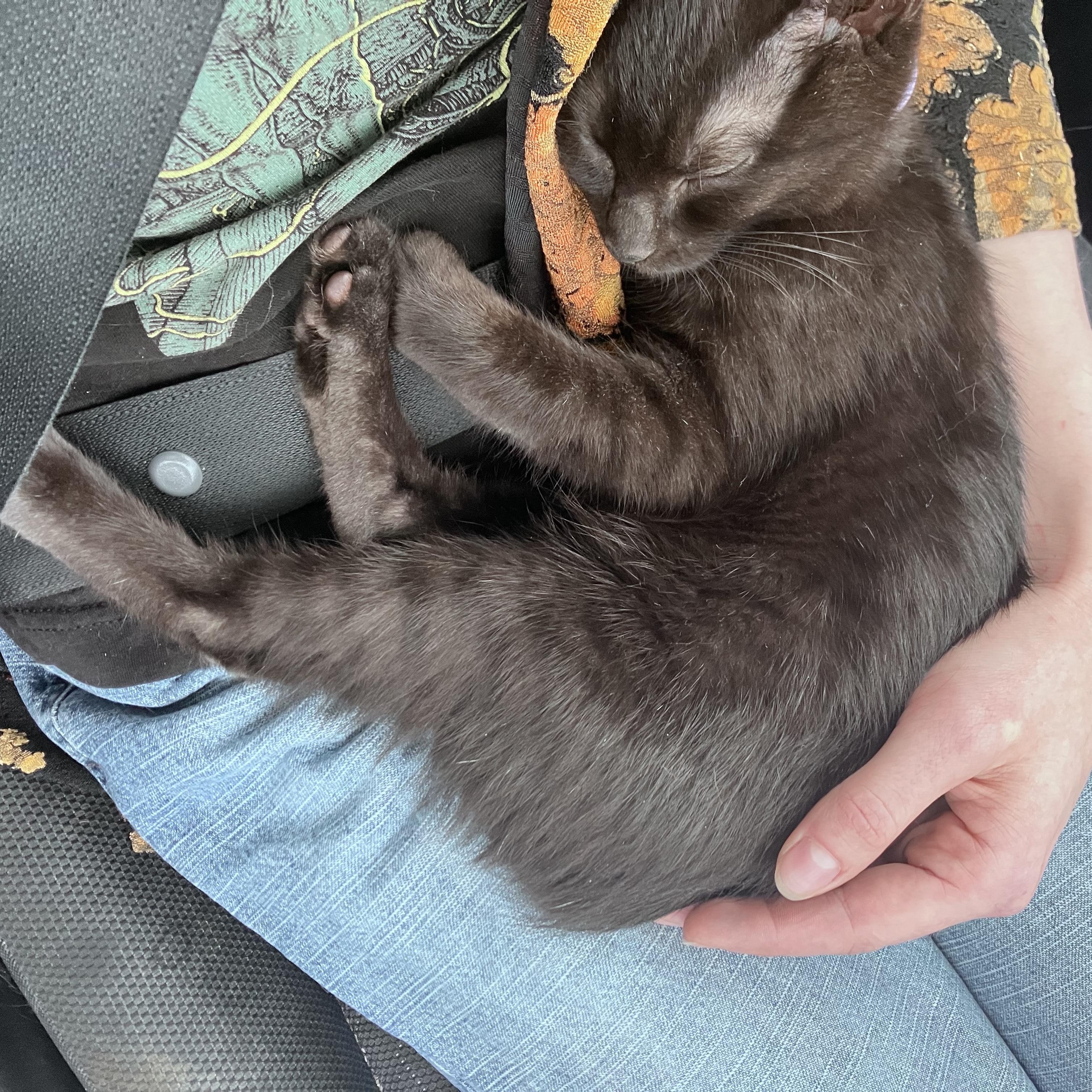 Crackle, affectionate shadow