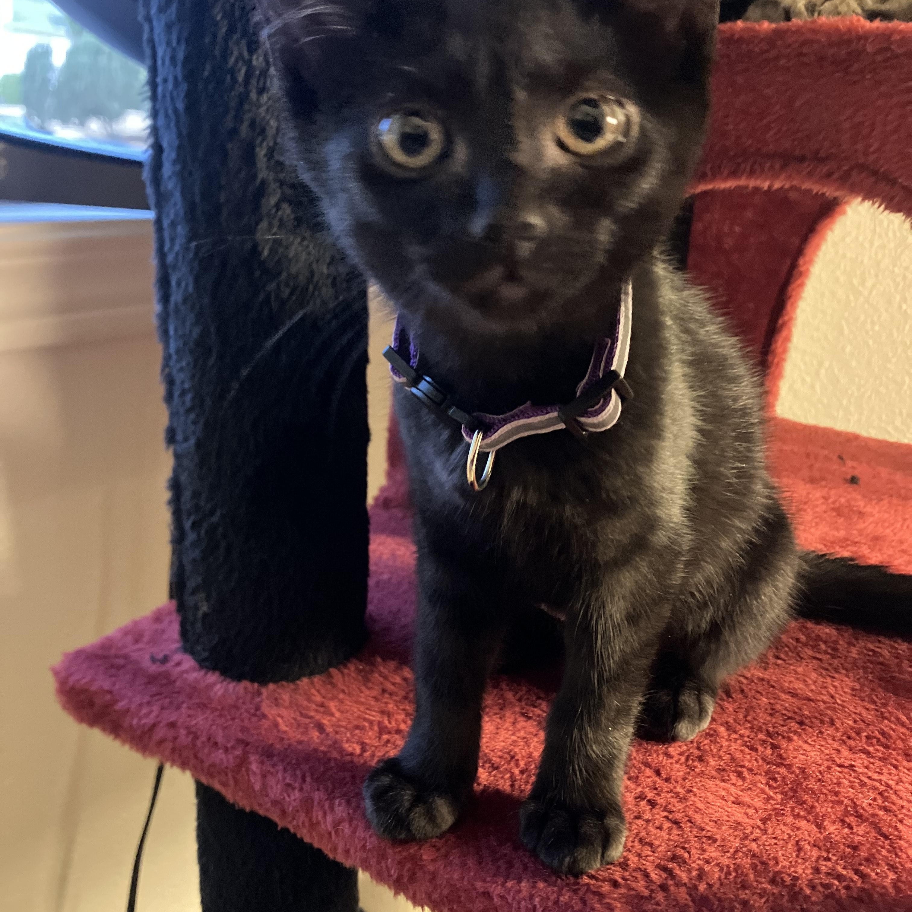Crackle, affectionate shadow