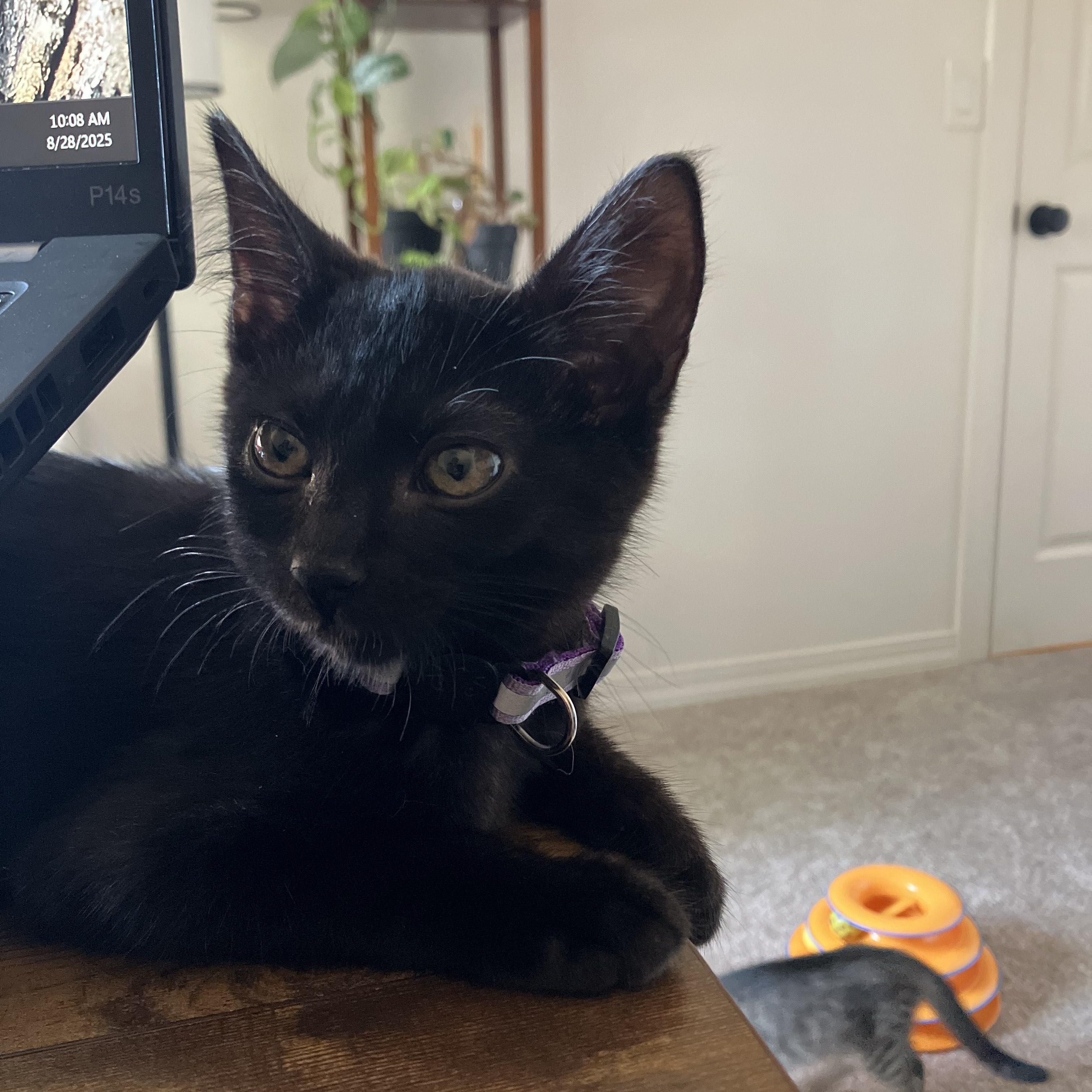 Crackle, affectionate shadow