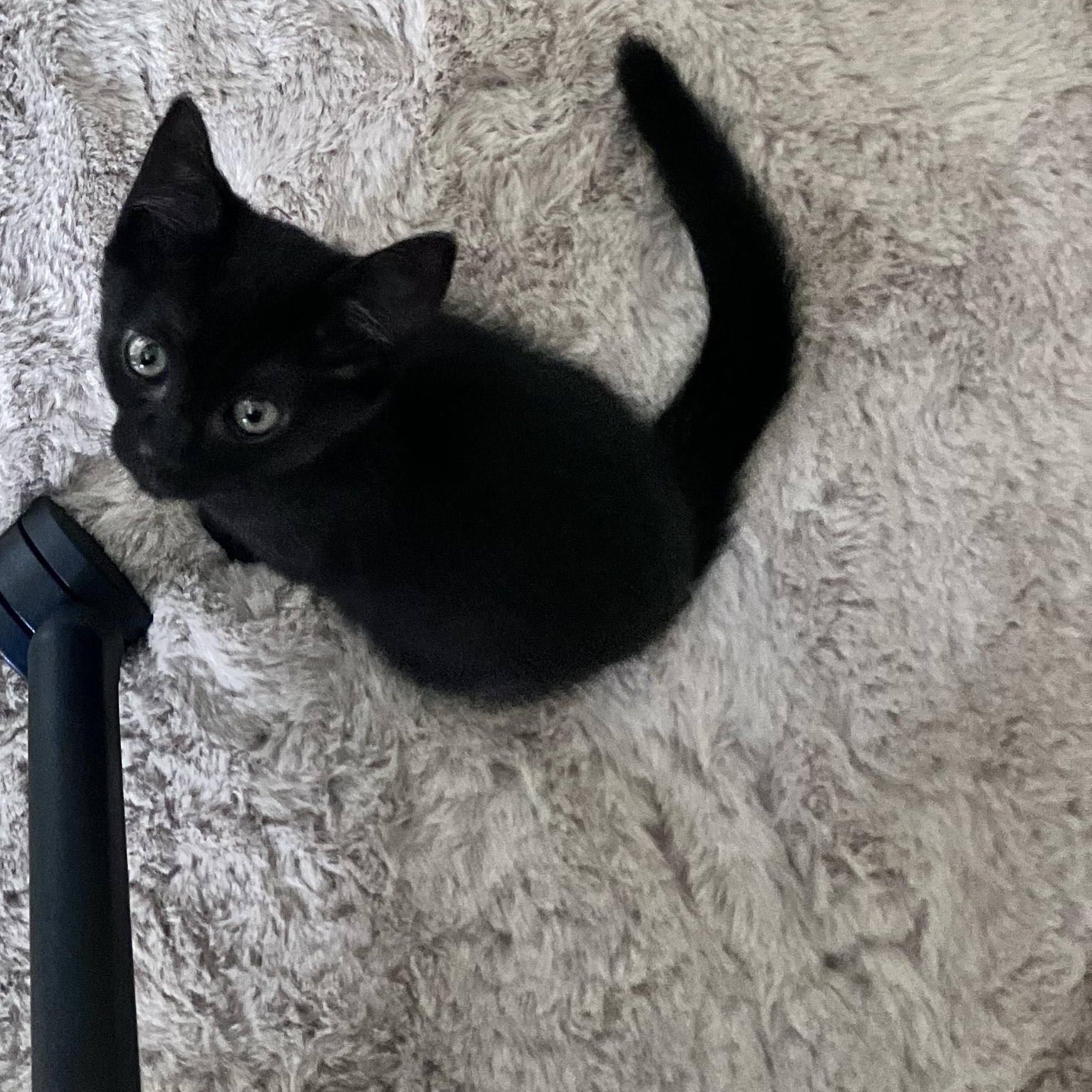 Crackle, affectionate shadow