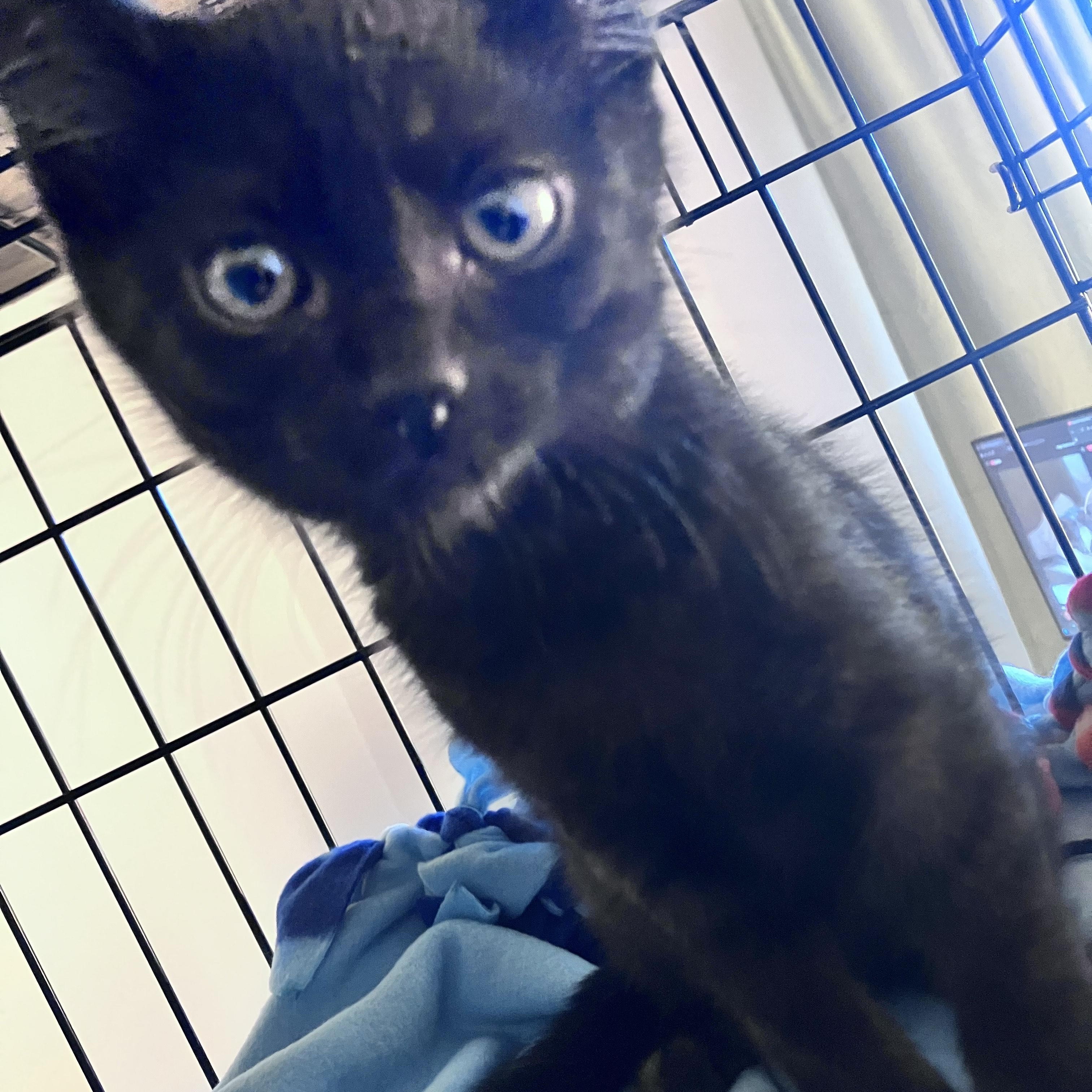Crackle, affectionate shadow