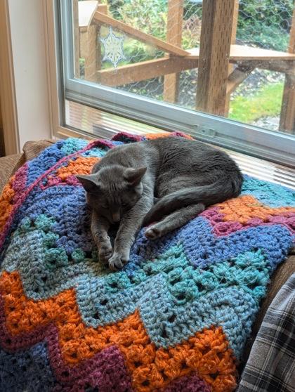 Echidna, a Adoptable mixed breed in Hillsboro, OR image 1/3