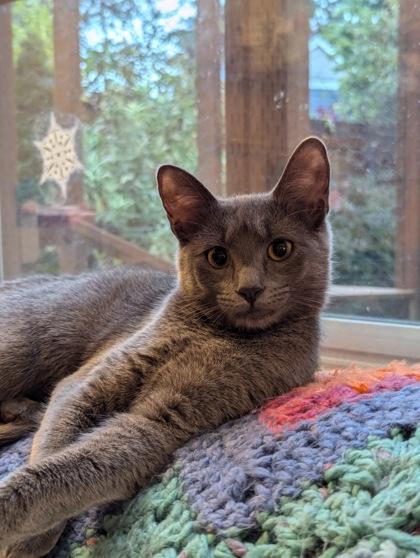 Echidna, Adoptable, Kitten Female Domestic Short Hair & Domestic Short Hair.