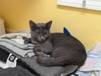 Echidna, a Adoptable mixed breed in Hillsboro, OR image 3/3