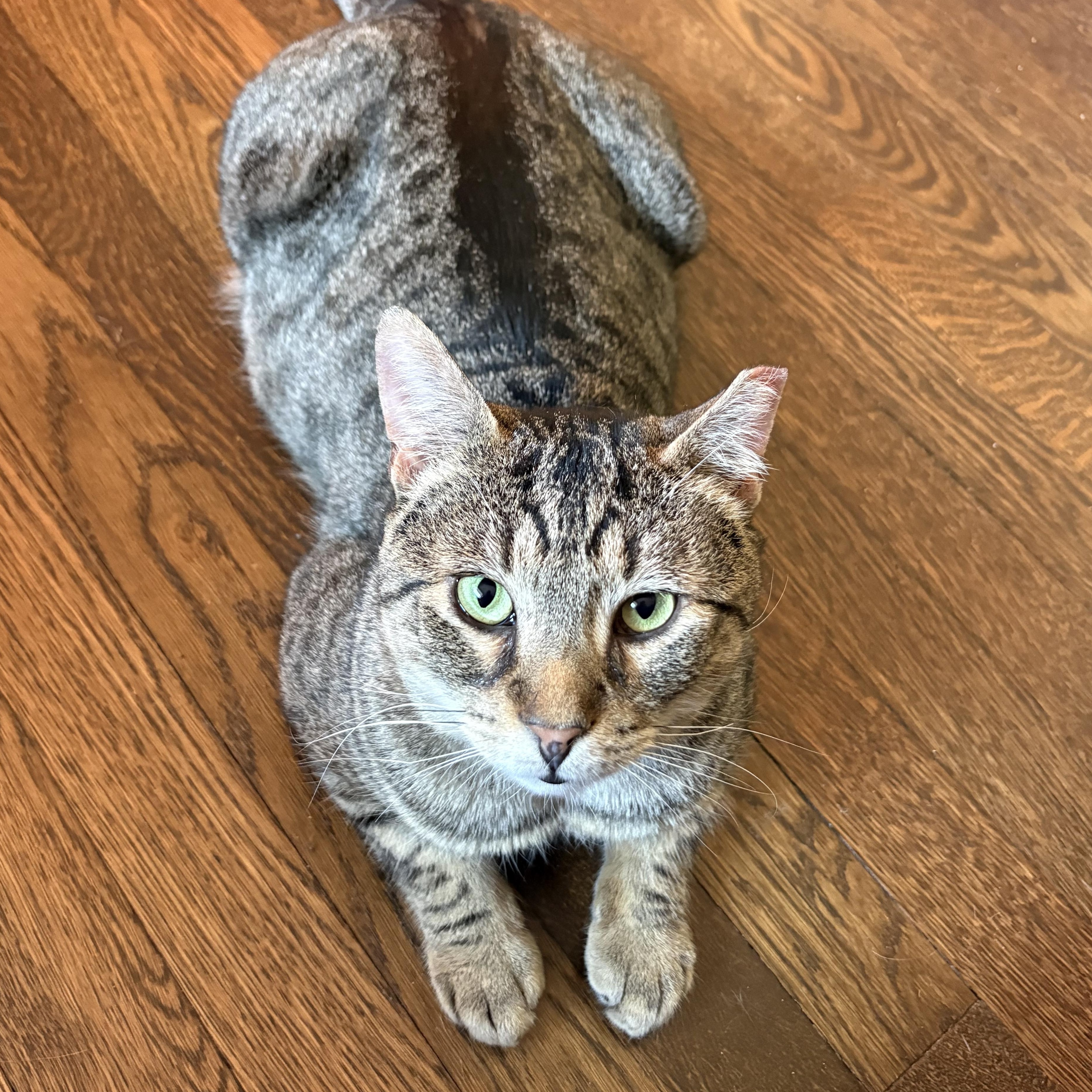 Val, adopted, Adult Male Tabby & Domestic Short Hair.