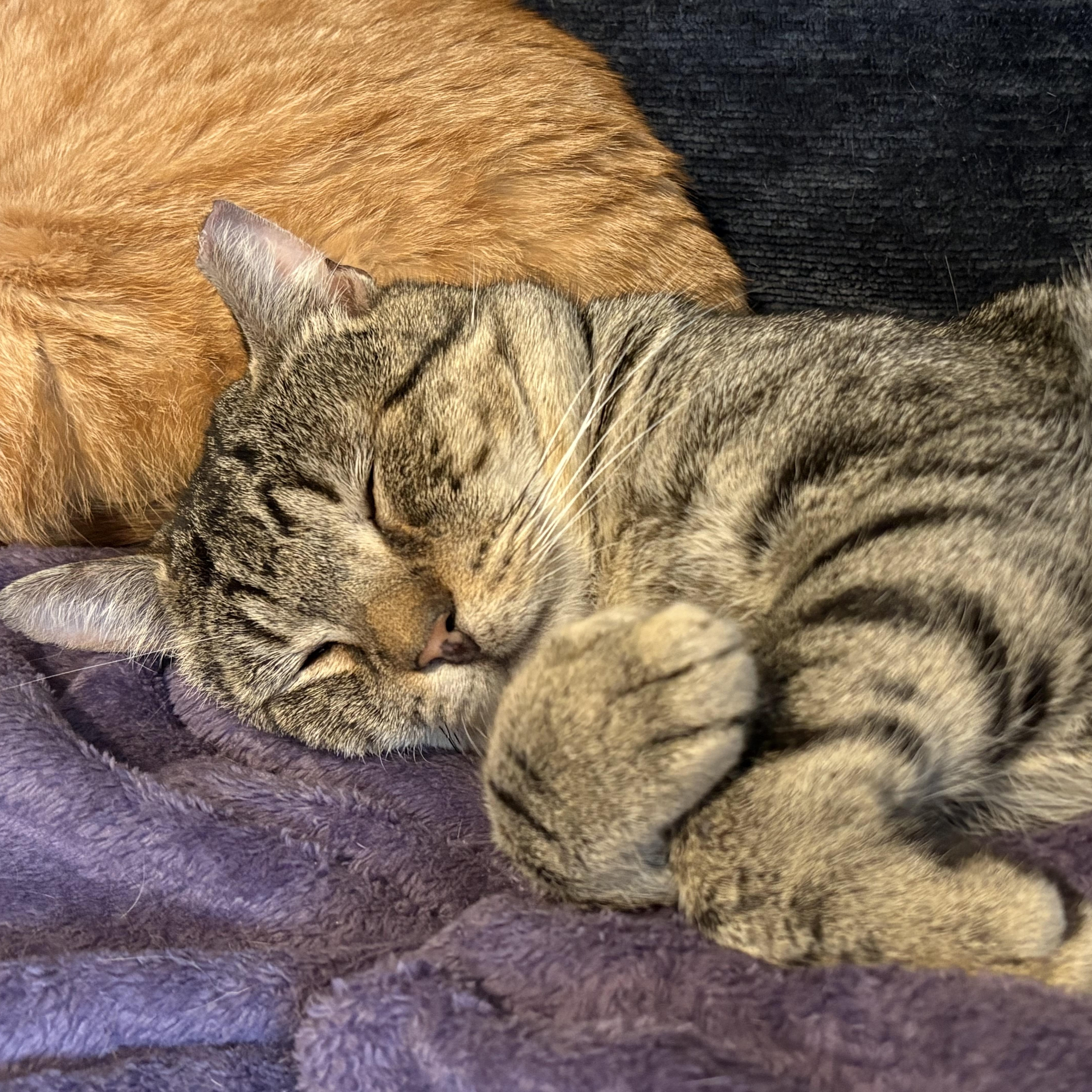 Enlarge Val, an adopted mixed breed in Hyattsville, MD image 3/6