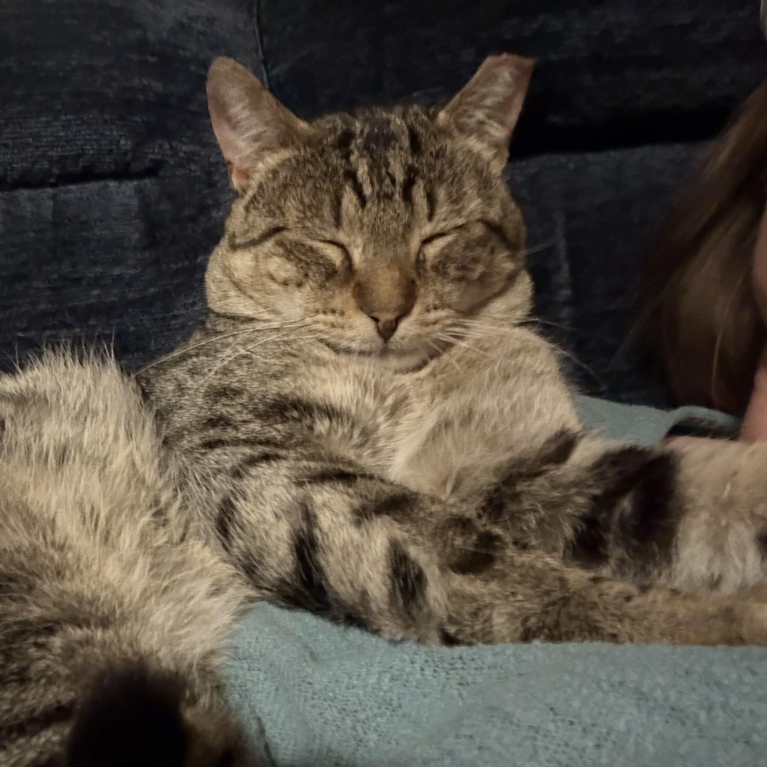 Enlarge Val, an adopted mixed breed in Hyattsville, MD image 5/6