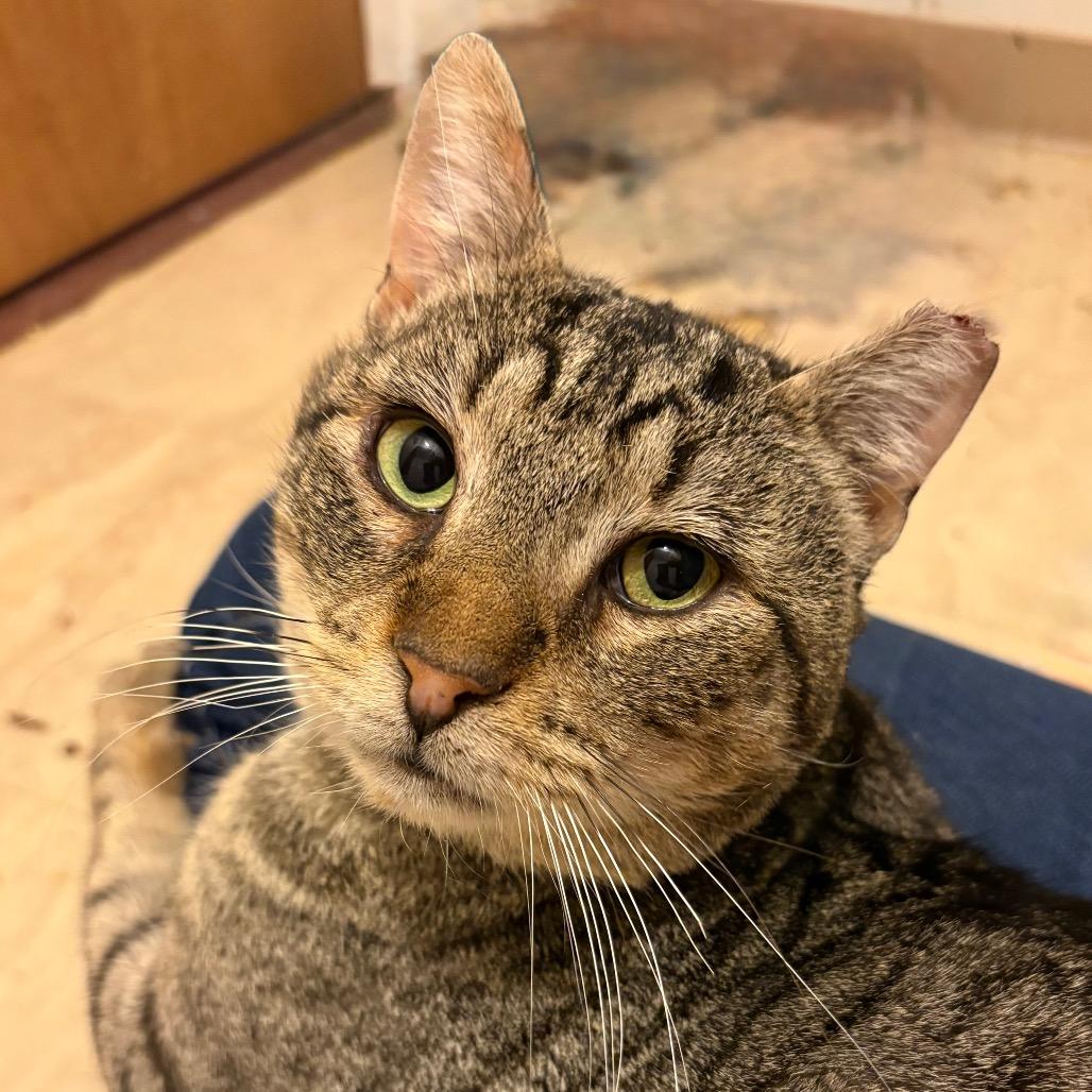 Enlarge Val, an adopted mixed breed in Hyattsville, MD image 4/6